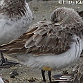 Red-necked Stint with yellow and white flags. This bird was flagged on Sakhalin Island Russia.<br />Canon EOS 7D + EF400 F5.6L